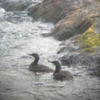 A pair of Brazilian mergansers (above) and the female, two of only 250 of these ducks left in the world. | PHOTOS (C) IMAGES OF JAPAN