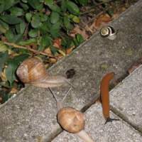 Slugs and snails set to feast on the dead. | PHOTO (C) IMAGES OF JAPAN