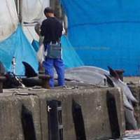 A covertly taken shot of five bottlenose dolphins awaiting the butchers\' knives and chainsaws on the dock at Taiji, Wakayama Prefecture on Sept. 14. This season\'s quota has been officially upped despite worldwide protests. | NIGEL BARKER PHOTO