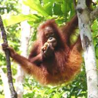 \"People of the forest\" who descend from the canopy of the forest to feast on bananas and milk at the feeding station include young adults (above) and suckling mothers (below). | DAVID MCNEILL PHOTOS