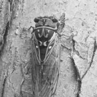 A cicada in the Kurohime woods in the Nagano Prefecture hills | TAMURA PHOTO