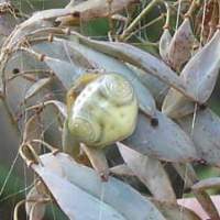 It looked like the decapitated head of a praying mantis to me, but on closer inspection it turned out to be a living creepy- crawly &#8212; a greater false bird poo spider  (otori fun damashi),  no less. | CELT 21 PHOTO