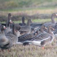 Great white-fronted geese in Hokkaido &#8212; each with different belly markings. But do they know that? | MARK BRAZIL PHOTO