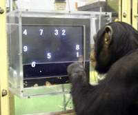 A chimpanzee named Ayumu begins a memory test with nine numerals placed in various positions on a touch-sensitive monitor at the Primate research institute in Kyoto on Dec. 13, 2006. How do chimps top us in a brain test?
