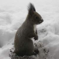 The red squirrel trucks on despite the worst that winter can deliver. | HILLEL WRIGHT PHOTOS