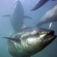 Bluefin tuna that have migrated from Japan\'s coastal waters are seen here in spring, when they are caught off Mexico and California &#8212; frequently from \"farm\" pens &#8212; before being airfreighted back as meat to Japan. | AP PHOTO