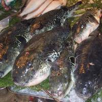 Torafugu (tiger blowfish; takifugu rubripes), the most poisonous species | JEFF KINGSTON