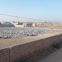 Meals square:  The compound at Khichan where villagers put out grain for the cranes. | AFP-JIJI