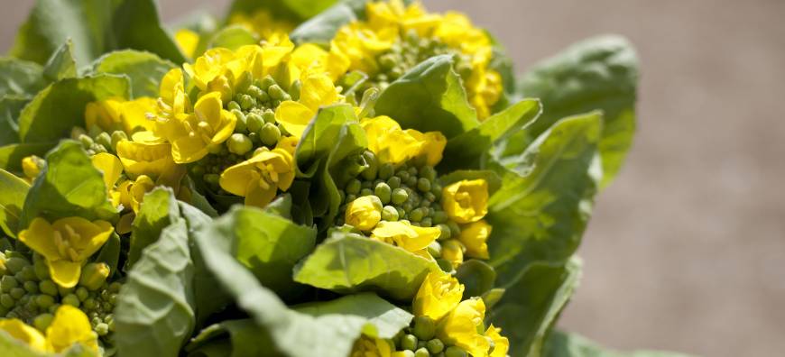Ready For Spring S Fresh Bounty The An Times Ready For Spring S Fresh Bounty