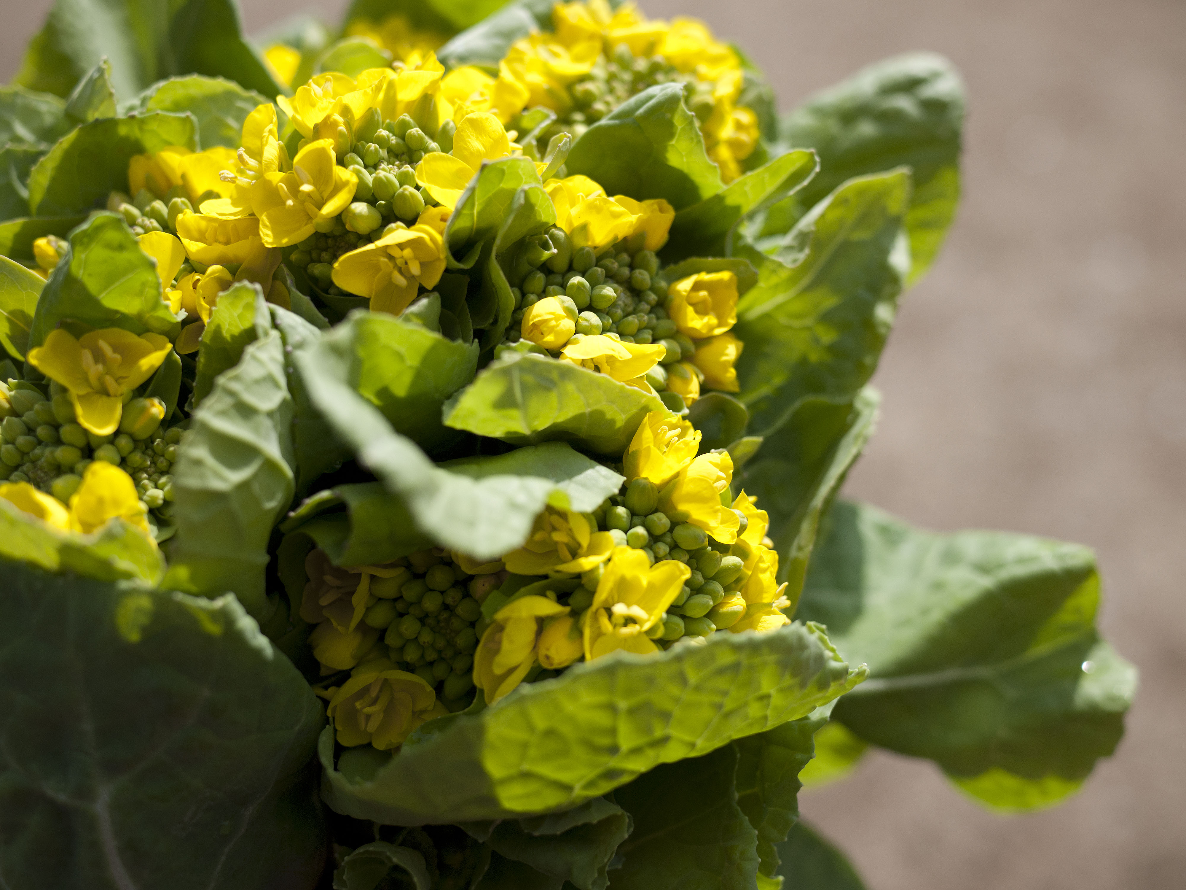 Vernal treasure: Closely related to broccoli, nanohana is best eaten in spring, when its buds are yellow-green. | MAKIKO ITOH