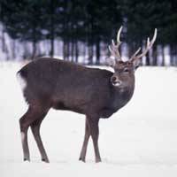 A male Hokkaido deer takes in the view. | (C) IMAGES OF JAPAN