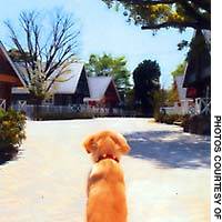 Nowadays, Japan\'s ideal home for many is not complete without a four-footed friend in residence. | &#160; PHOTO COURTESY OF M.K. SUEMATSU INC.