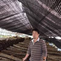 Cut up: Blighted Tochigi Prefecture mushroom farmer Yuji Hoshino with some of the 30,000 logs studded with pegs inoculated with shiitake spores that he must now dispose of because they have been exposed to radioactive rain. | WINIFRED BIRD PHOTO