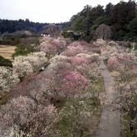 Easy access: Kairakuen\'s 3,000-plus plum trees are currently in full bloom. | SHOKU TO TABI NO FOODIES TV