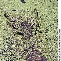 The green algae common in billabonga thrives on crocodile excrement, and is a good hint that a the fearsome \"salty,\" a gargantuan estuarine crocodile, might be waiting to \"interact\" with you. | PHOTOS COURTESY OF BUNKAMURA THEATER COCOON