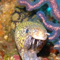 A moray eel | ERIC PRIDEAUX PHOTOS