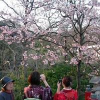 Women clad in kimono at Tsurugaoka Shrine | PHOTOS COURTESY OF THEATRE COCOON