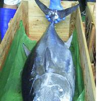 One of the world\'s first fully cultivated bluefin tuna raised from eggs is shown Friday in Kushimoto, Wakayama Prefecture. | TAIGA URANAKA PHOTO