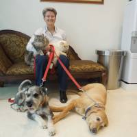 Happy, healthy family: Tracey Perkins holds her cats and dogs at the Daktari Animal Hospital Angell Memorial International in Tokyo\'s Minato Ward in November. | MAMI MARUKO
