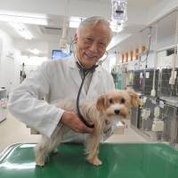 Now exhale: Gen Kato, CEO and director of Daktari Animal Hospital Angell Memorial International, examines a dog in his hospital last October. | YOSHIAKI MIURA