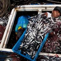 Dwindling fish stocks: Anchovies are unloaded at Peru\'s El Callao port, where the size of catches has declined in recent years. \"We are living as if there are three or four planets instead of one, and you can\'t get away with that,\" says former British Foreign Secretary David Miliband, a leader of the new Global Ocean Commission. | AP
