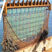 Net loss: Scallop dredges plow through the seabed, taking or breaking nearly everything in their path. What can\'t be sold &#8212; baby fish, little crabs, skate, monkfish and smashed shells &#8212; still dies, making it an extremely wasteful way to harvest scallops. | NOAA