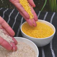 Controversial crop: Golden rice (right) is normal rice that has been genetically modified to provide vitamin A to counter blindness and other diseases in children in the developing world. Will new 'golden rice' revolutionize the world?