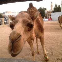 Milking it: A camel grazes outside a market in Doha last month. Sales of camel milk are surging in Karachi, Pakistan, with some proclaiming it “the world’s next superfood.” Karachi touts fresh camel milk as 'world's next superfood'