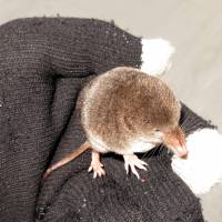 Not so tame: Rocketing through ski tracks in the Hokkaido snow, this tiny shrew provides a distraction from the day\'s pursuits. Fitting in one gloved hand and probably weighing less than an eyeball, the insectivorous mammal nonetheless has a feisty side. | MARK BRAZIL