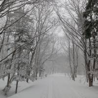 Not so tame: Rocketing through ski tracks in the Hokkaido snow, this tiny shrew provides a distraction from the day\'s pursuits. Fitting in one gloved hand and probably weighing less than an eyeball, the insectivorous mammal nonetheless has a feisty side. | MARK BRAZIL