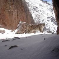 Trapped by camera: A snow leopard in Qinghai Province. | PLATEAU PERSPECTIVES.
