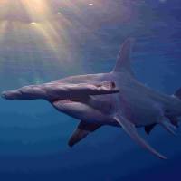Safer in the water: Hammerhead, with Oceanic Whitetip and Porbeagle sharks, were given CITES protection to save them from excesses of the \"finning\" trade. | PEWTRUSTS.ORG