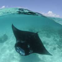 The Manta Ray was given CITES protection to save it from being eaten into extinction.? | Pewtrusts.org