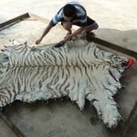 Blood trades: An image of farmed a Chinese tiger-parts product from the report \"Hidden in Plain Sight\" (EIA, 2013). | EIA-INTERNATIONAL.ORG