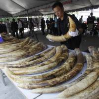 A Thai customs official displays seized elephant tusks smuggled into Thailand from Kenya during a press conference in 2011. | AP
