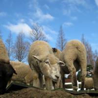 Country living: Spring Festa celebrates the births of new lambs on Mother Farm, which is located in Chiba Prefecture. | RIVER SEAL