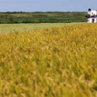 Grain strain: A combine makes its way through a rice field in Sukagawa, Fukushima Prefecture, in September. Consumers may double rice purchases this fiscal year due in part to \"contamination\" rumors. | BLOOMBERG