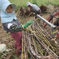 Sweet deal: Farmers harvest sugar cane in Yomitan, Okinawa, in February 2012. Japan wants sugar and other farm goods to be exempted from tariff elimination under the U.S.-led Trans-Pacific Partnership talks. | BLOOMBERG