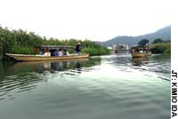 A wooden tour boat slowly slides by reed beds on Lake Biwa. Boatmen boast of Biwa's bounty