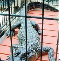 A Mississippi alligator found in a Saitama resident\'s backyard is held in a cage at the Urawa Police Station. | PHOTO COURTESY OF MORGAN STANLEY JAPAN LTD.