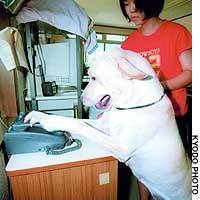 A helper dog tries to receive a phone call. There are only about 30 such canines in Japan, but some 15,000 disabled people have need of them. | HIROSHI MATSUBARA PHOTO