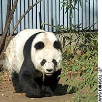 Shuan Shuan moves around in her new cage at Tokyo\'s Ueno Zoo. | POOL PHOTO