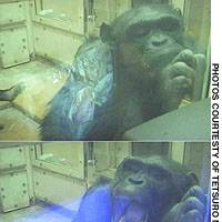 Female chimpanzee Ai watches a video with images of yawning chimps (top) and later yawns herself, indicating the action is contagious. | PHOTO COURTESY OF MASAYUKI YAMAUCHI