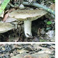 The edible \"kurohatsu\" mushroom is seen in the top photo, while the \"nise (false) kurohatsu\" below is highly toxic. | REIJI YOSHIDA PHOTO
