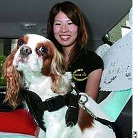 A dog is securely fastened to the back seat of a car with a special harness. | GROUND SELF-DEFENSE FORCE PHOTO