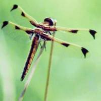 An endangered dragonfly known as Bekko Tombo is seen at a reservoir last May. | TAZUKO MASUYAMA/KYODO PHOTOS