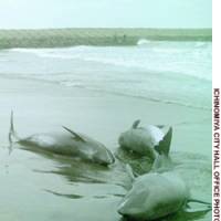 Melon-headed whales lie on the beach in Ichinomiya, Chiba Prefecture, last month. | NOBUKO TANAKA