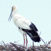 An oriental white stork\'s egg is found stuck between its nest and the nest post Wednesday in Toyooka, Hyogo Prefecture. | PHOTO COURTESY OF HYOGO PREFECTURAL HOMELAND FOR ORIENTAL WHITE STORK/KYODO