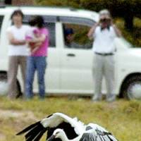 A stork flies away after being released into the wild in Toyooka, Hyogo Prefecture, in September 2005. | KYODO PHOTO