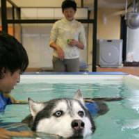 Andy, an 11-year-old Siberian husky suffering from lower back pain, is assisted by his personal trainer in a jet pool as his owner, Aya Ashiya, looks on at the El Pero dog aqua fitness gym in Tokyo. | AP PHOTOS